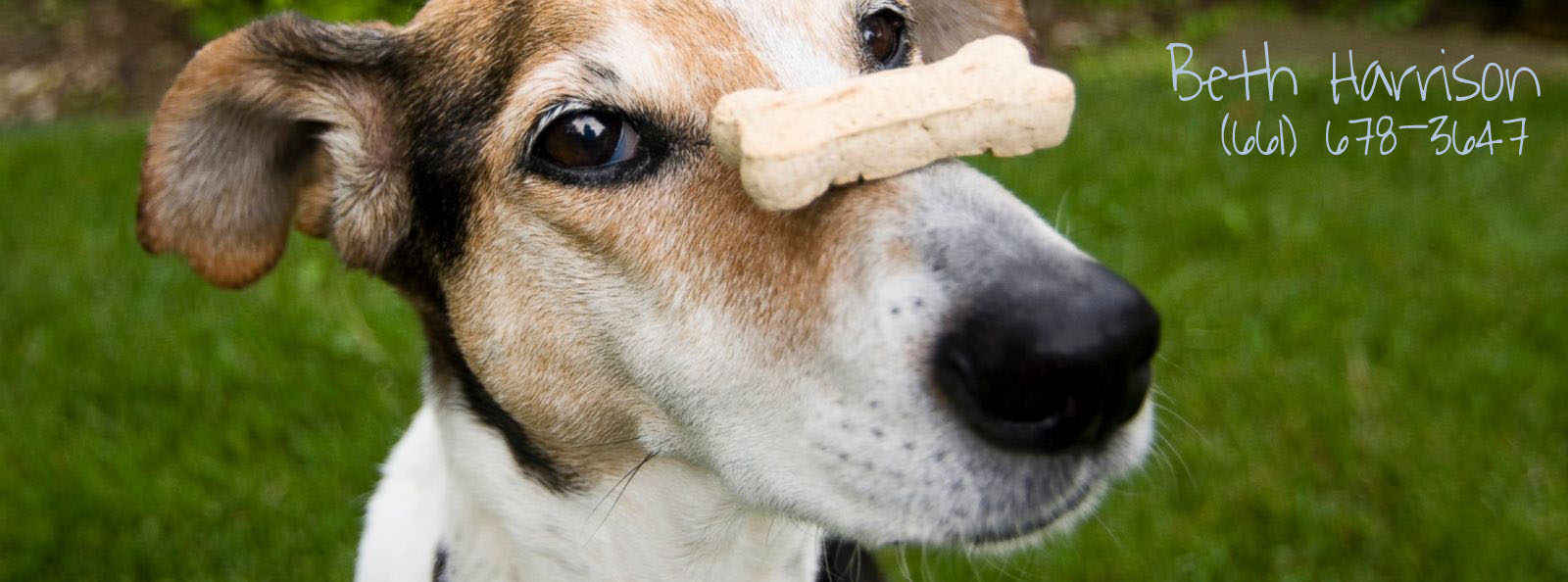 A Paw Above Dog Training